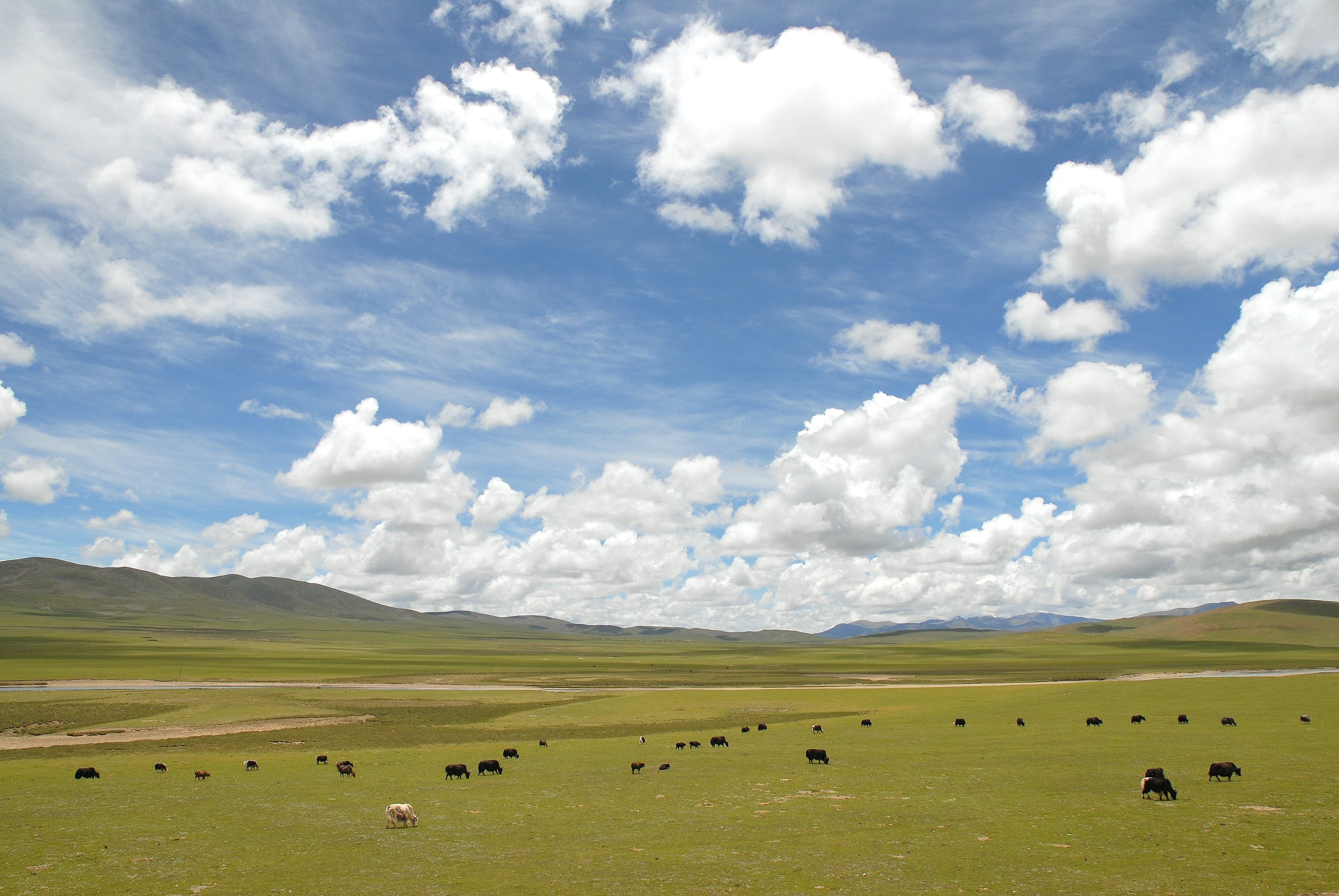 Grassland with grazing yaks