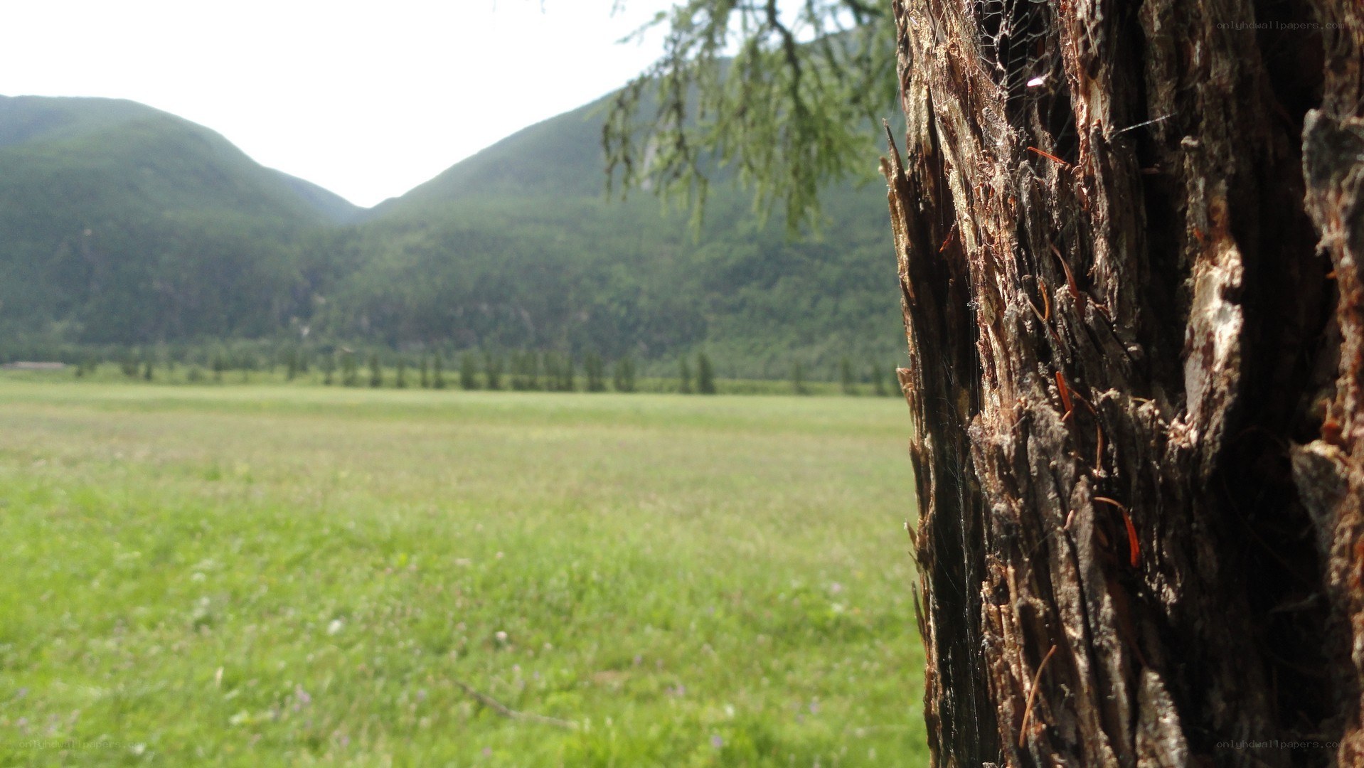 Grassland with mountains in background