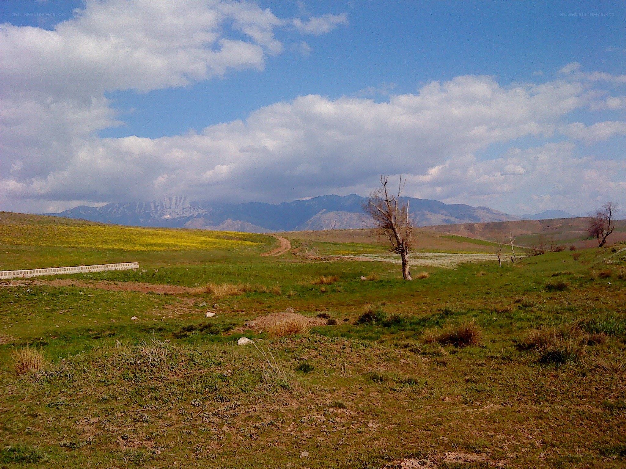 Grassland with mountains in background