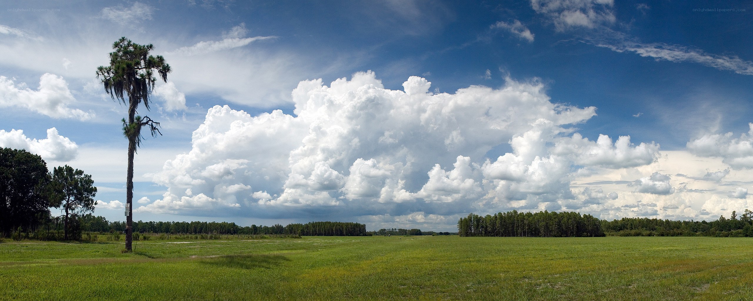 Grassland with palm tree and clouds