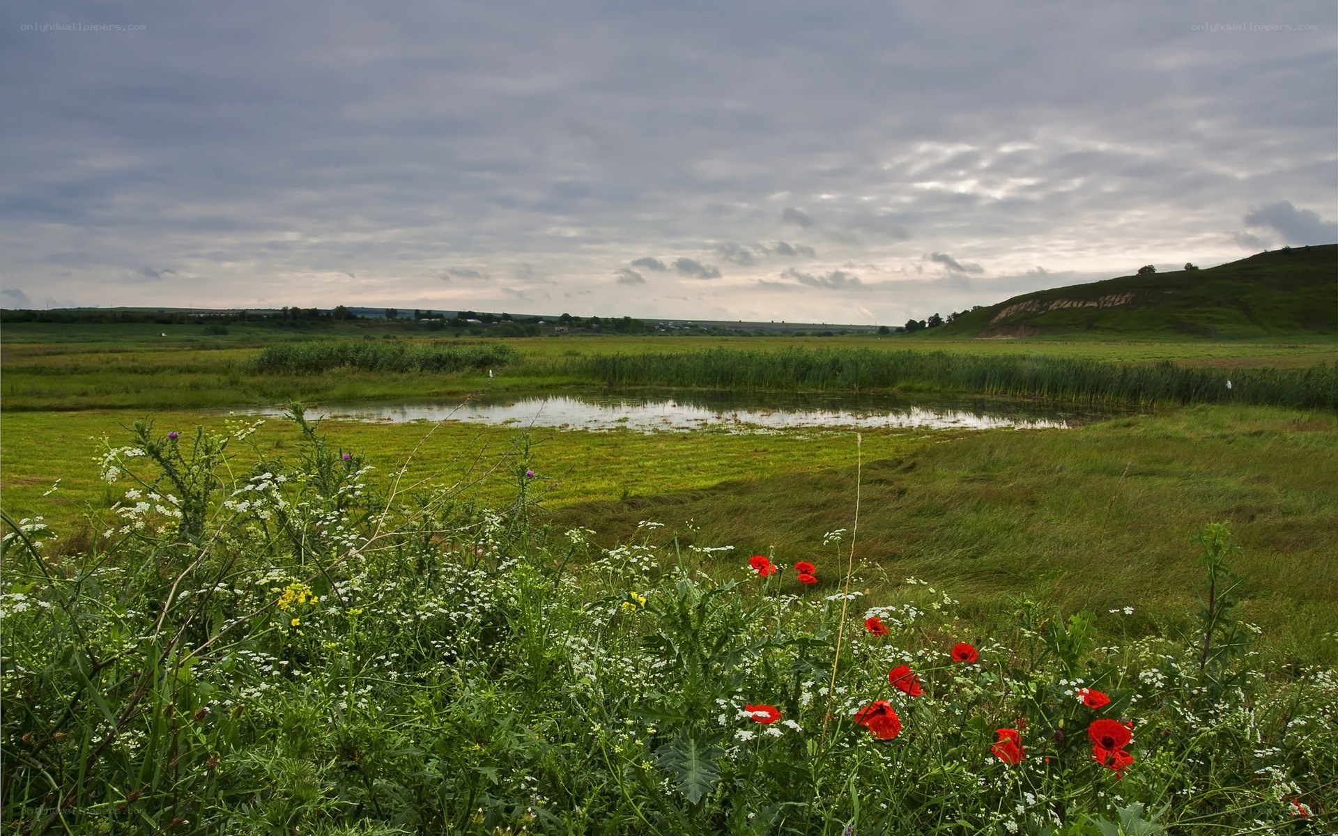 Grassland with pond and wildflowers