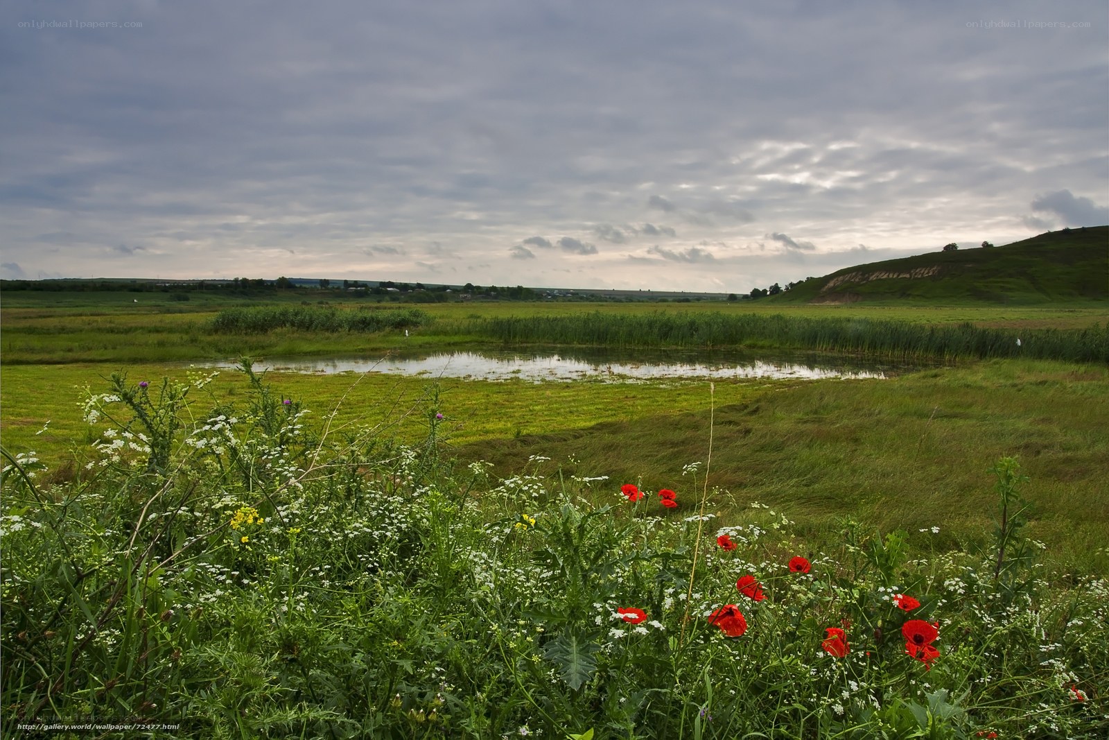 Grassland with pond and wildflowers
