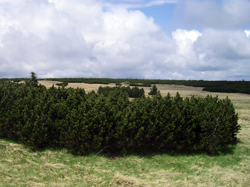 Grassland with shrubs and clouds