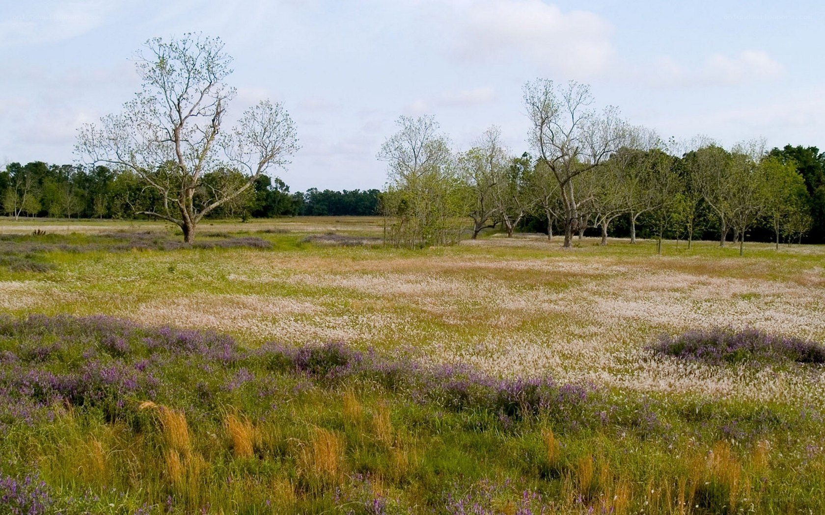 Grassland with wildflowers and trees