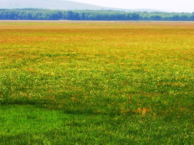 Grassland with wildflowers