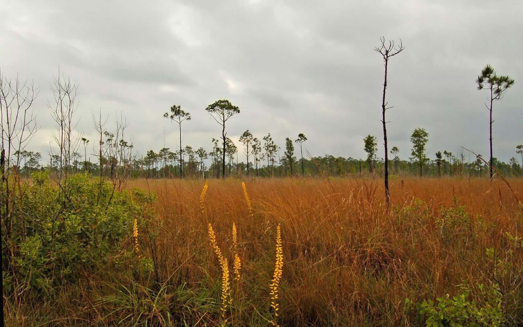 Grassland with yellow flowers