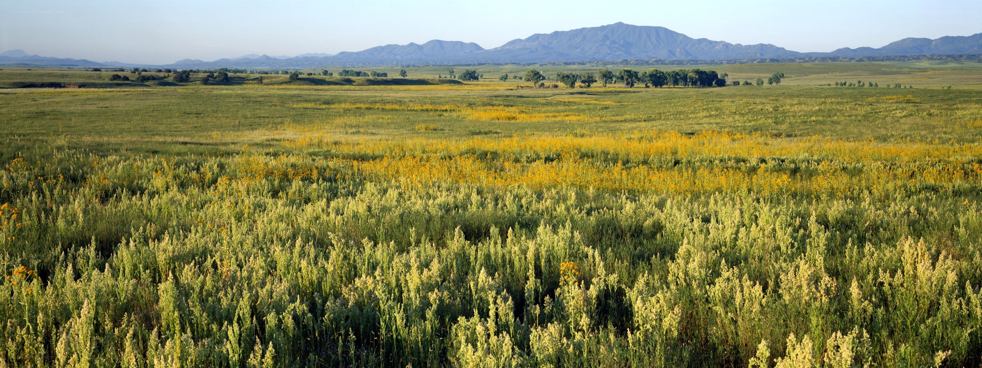 Grassland with yellow wildflowers