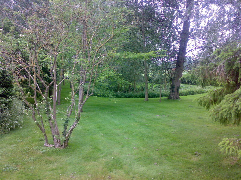 Grassy area with trees