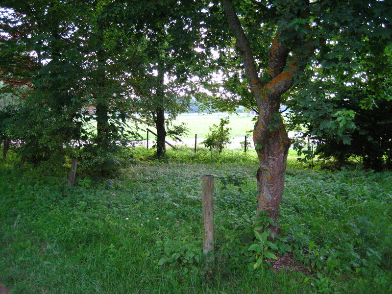 Grassy area with trees and fence
