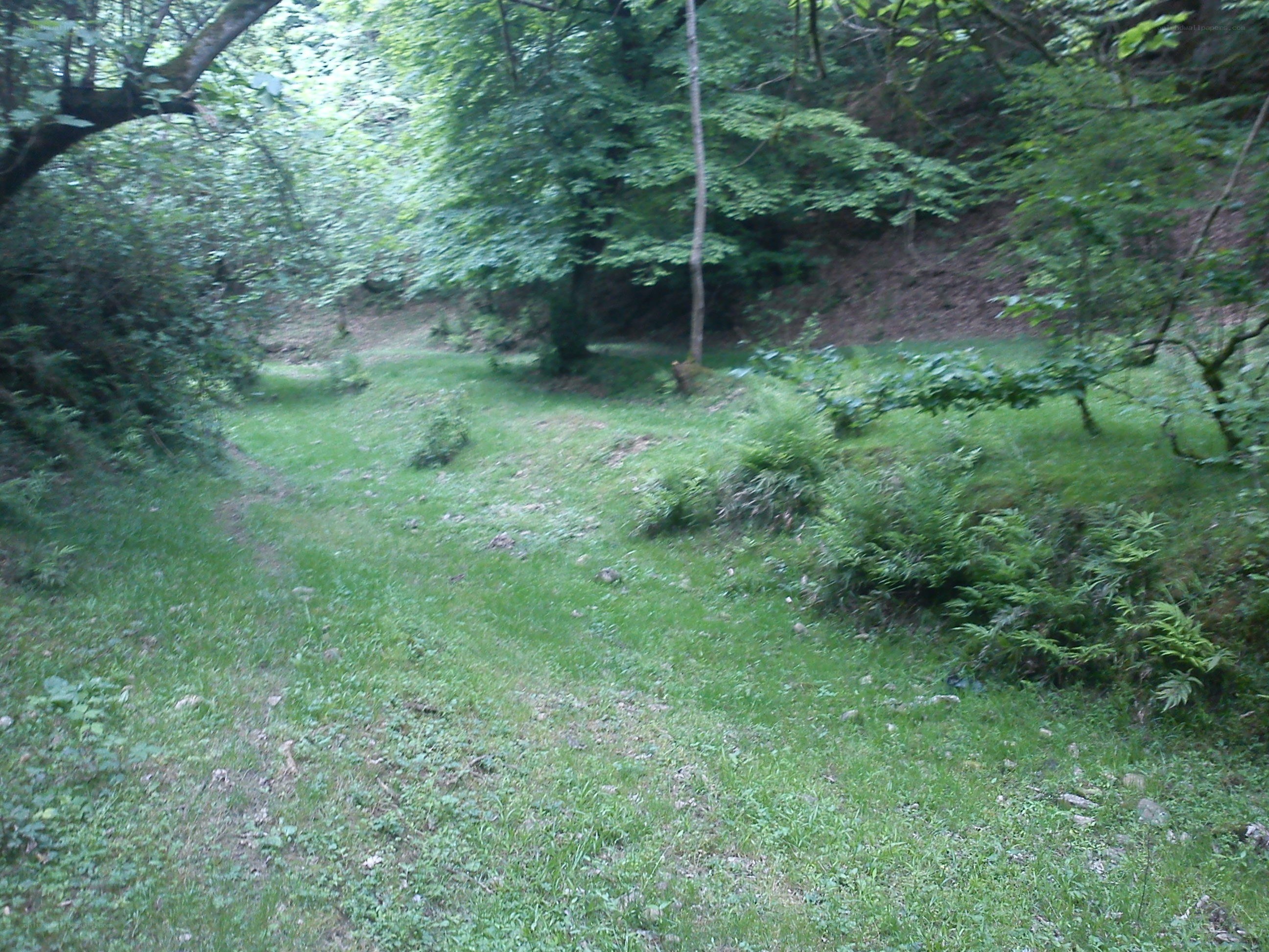 Grassy clearing in a forest