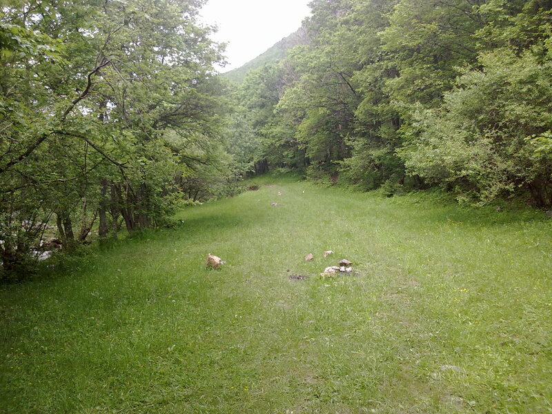 Grassy clearing in forest