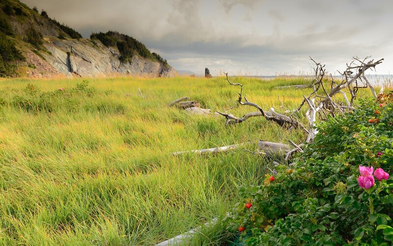 Grassy coastal field with driftwood