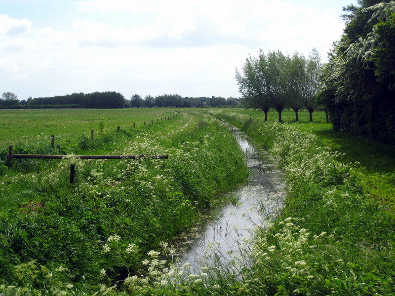 Grassy Ditch in Field — Green