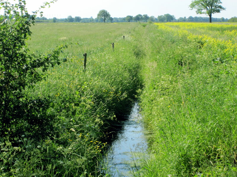 Grassy Ditch in Field