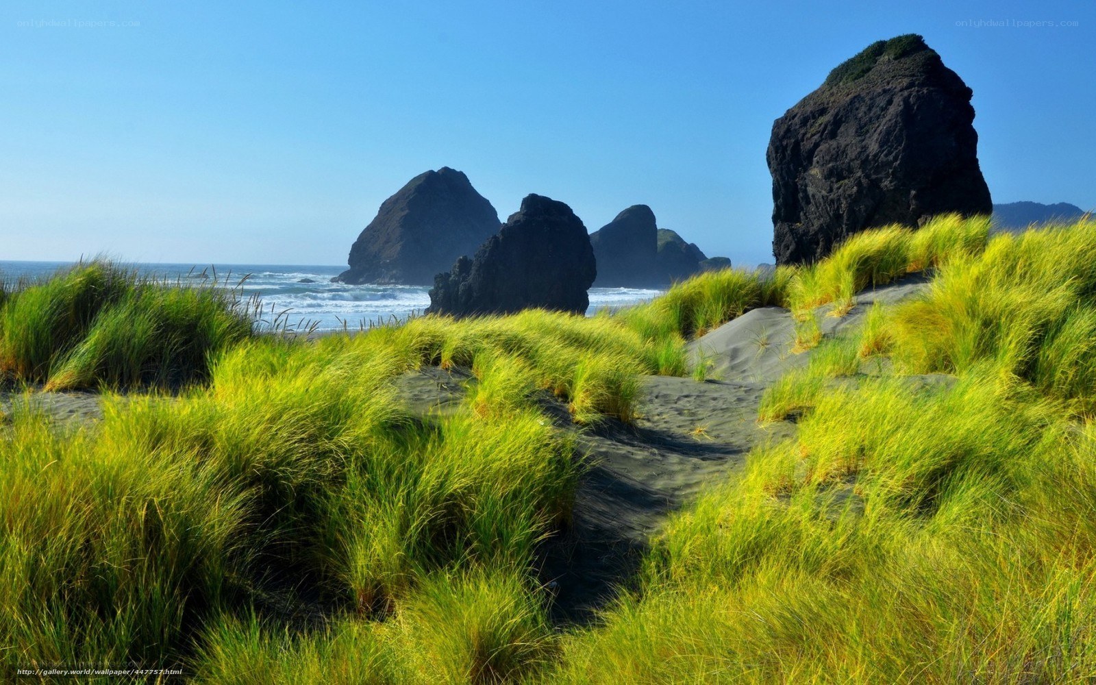 Grassy dunes by the ocean