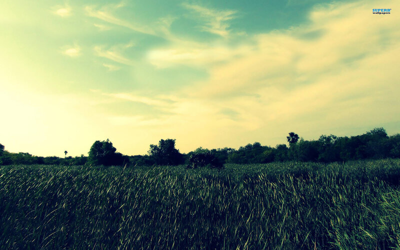 Grassy Field at Dusk