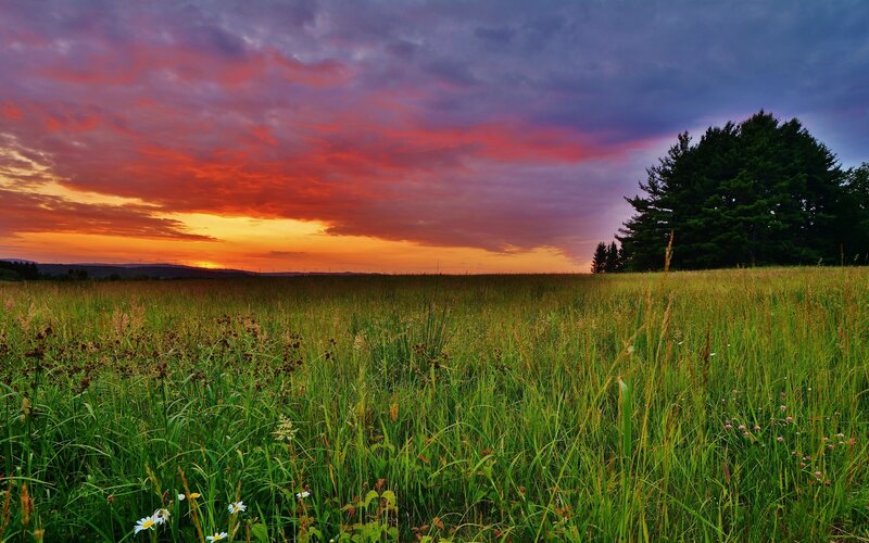 Grassy Field at Sunset — Green, Dramatic, Photograph