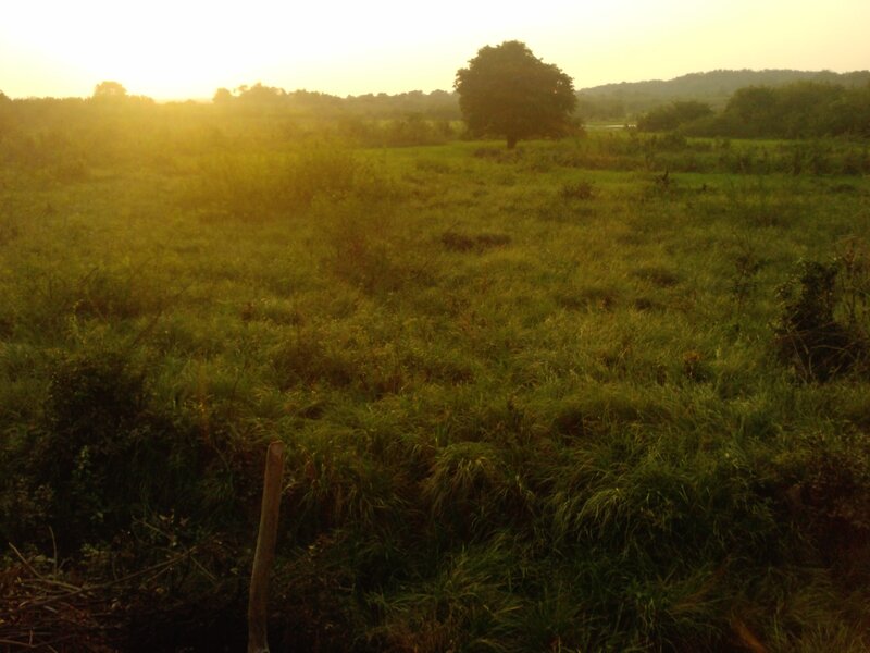 Grassy Field at Sunset — Green, Serene