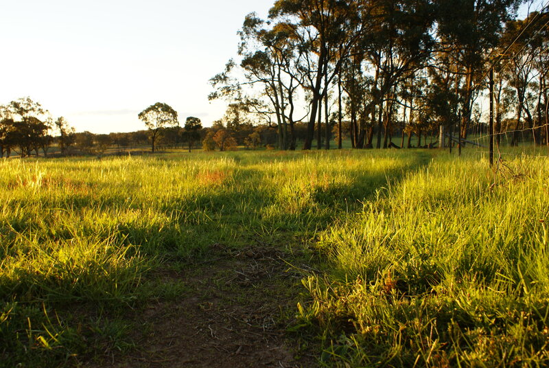 Grassy Field at Sunset — Green