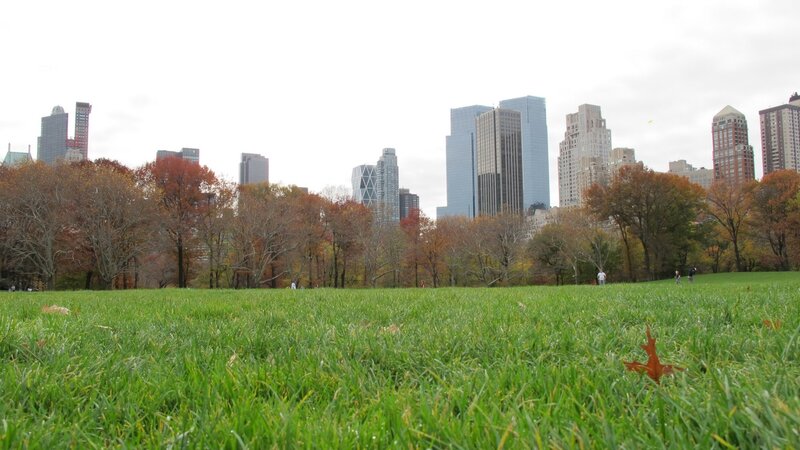 Grassy Field in Park