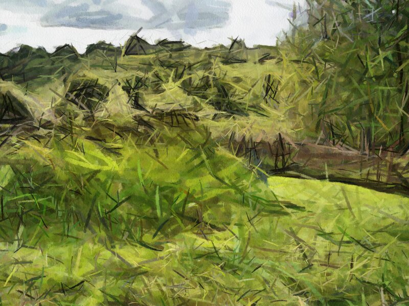 Grassy field landscape