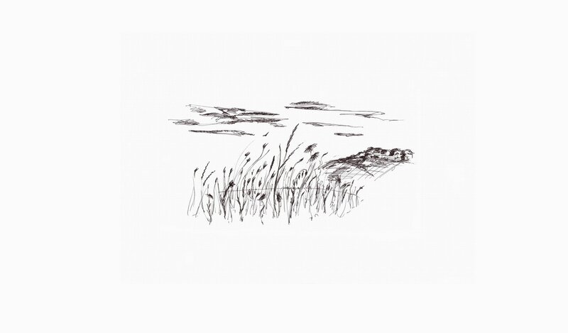 grassy field sketch