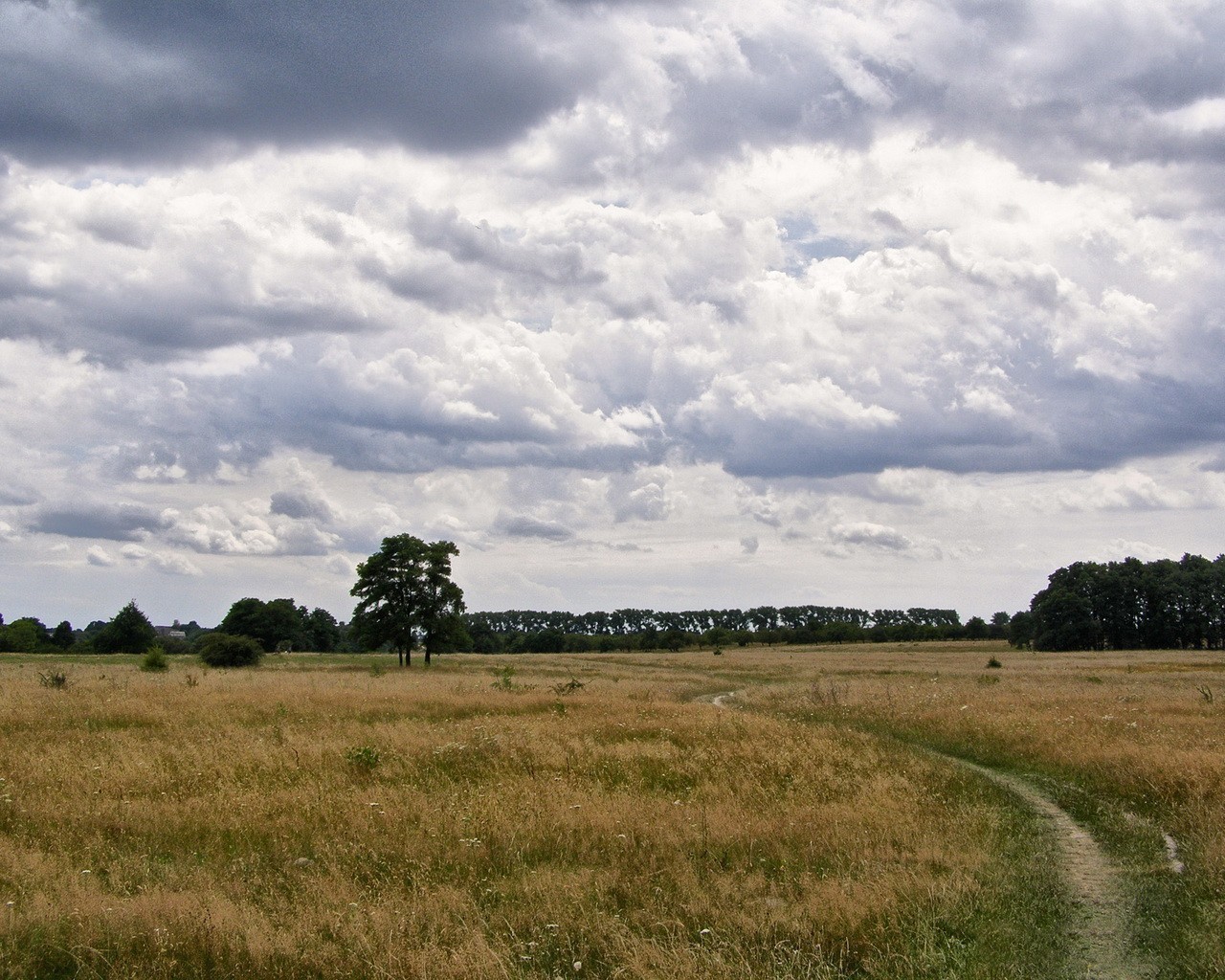Grassy field under cloudy sky