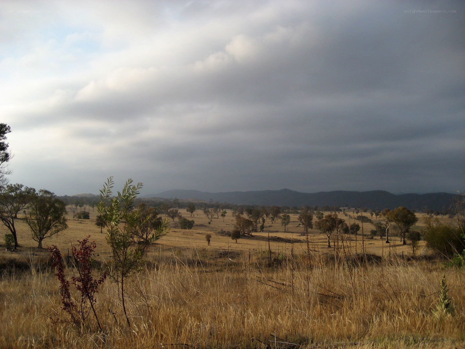 Grassy field under cloudy sky