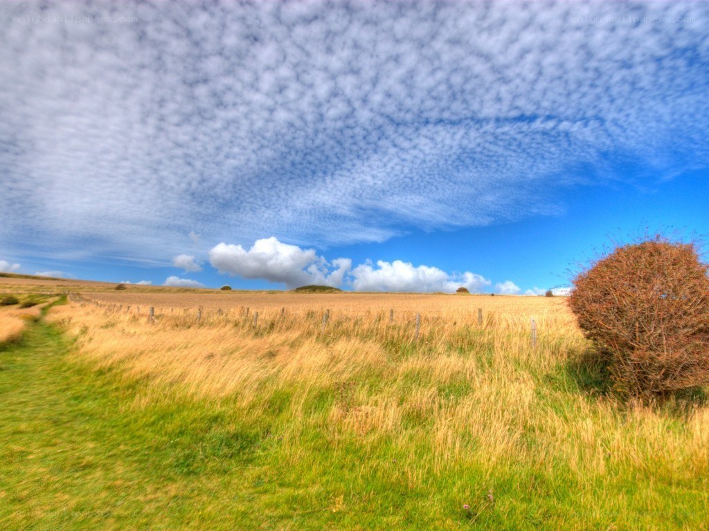 Grassy field under cloudy sky