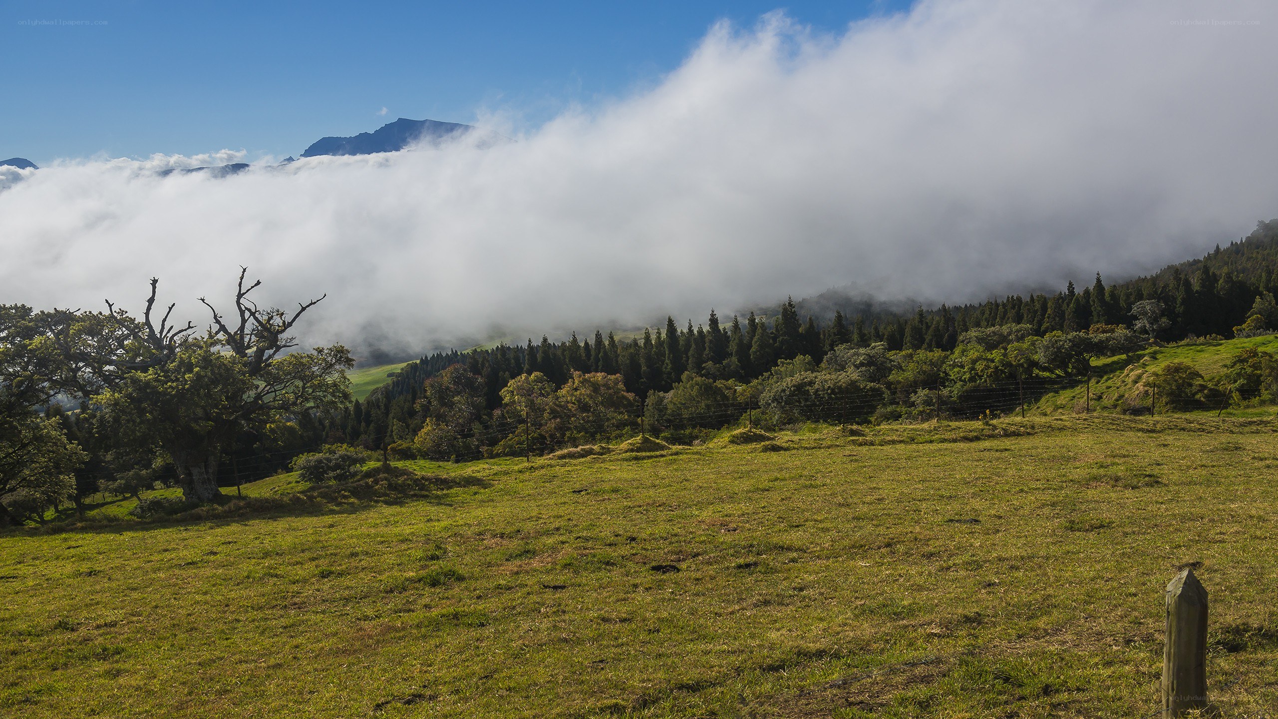 Grassy field with clouds and mountains