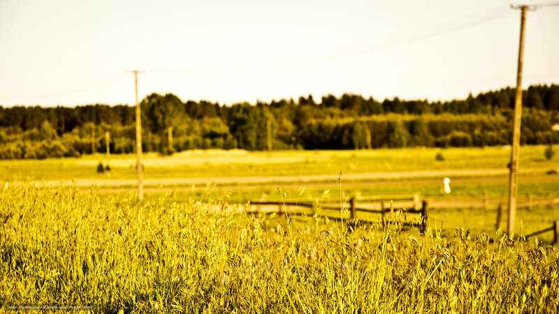 Grassy Field with Fence — Yellow