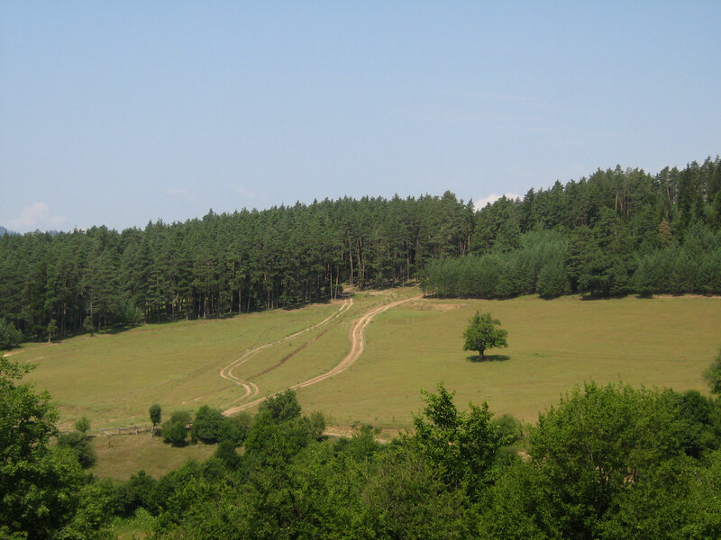 Grassy field with forest and dirt paths