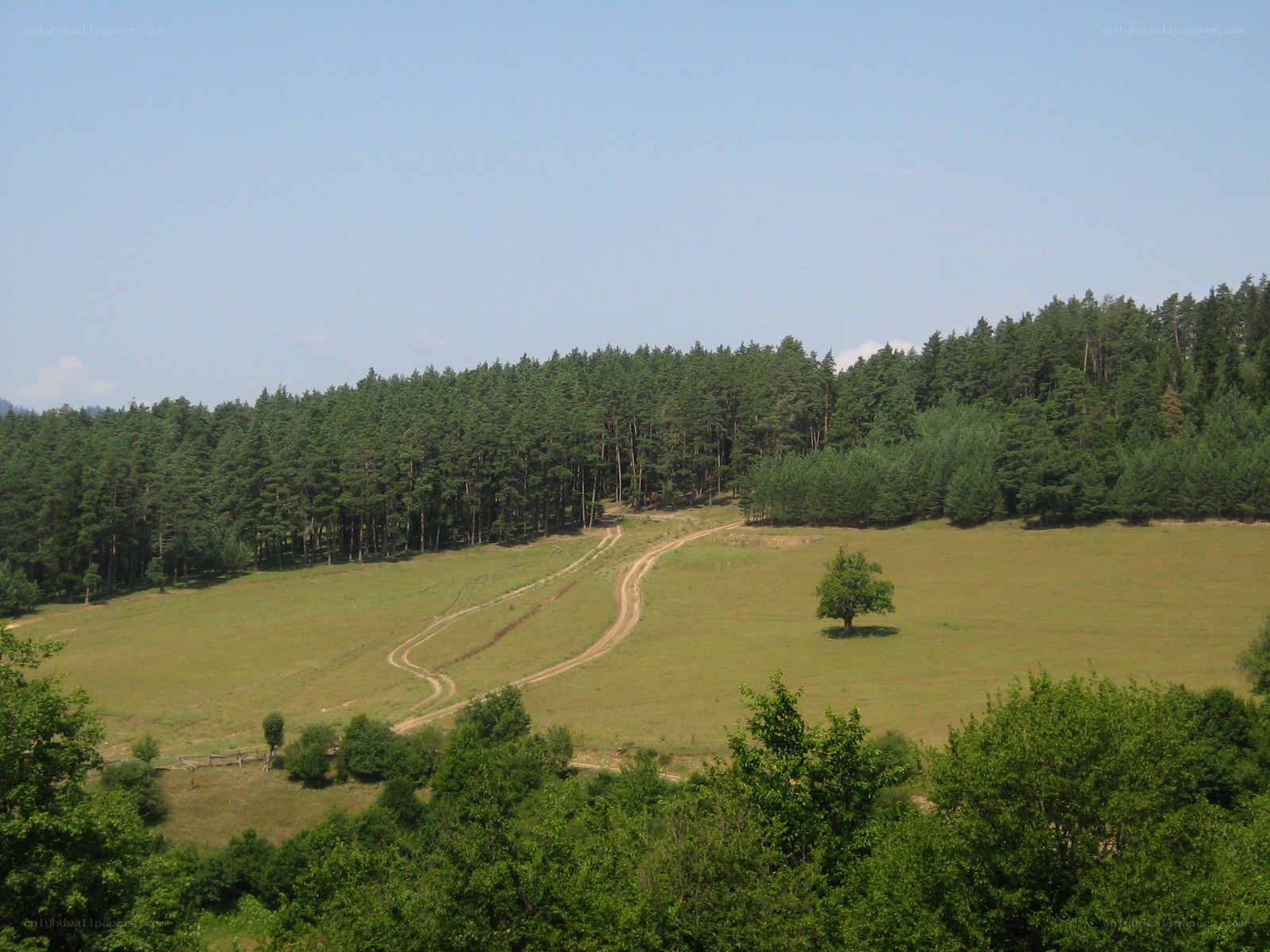 Grassy field with forest and dirt paths