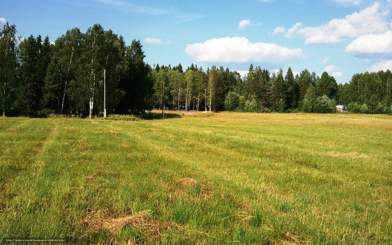 Grassy field with forest