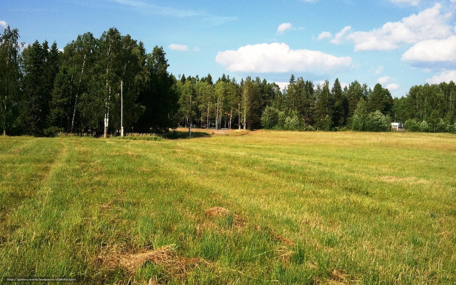 Grassy field with forest
