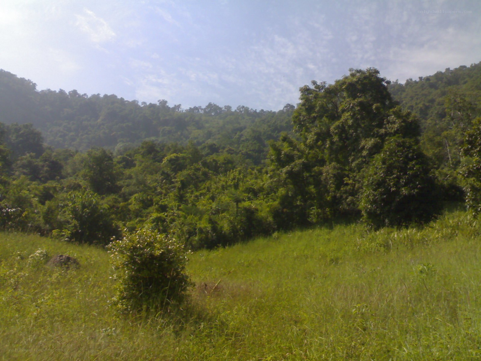 Grassy field with forested hills