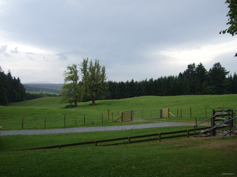 Grassy field with gate and trees