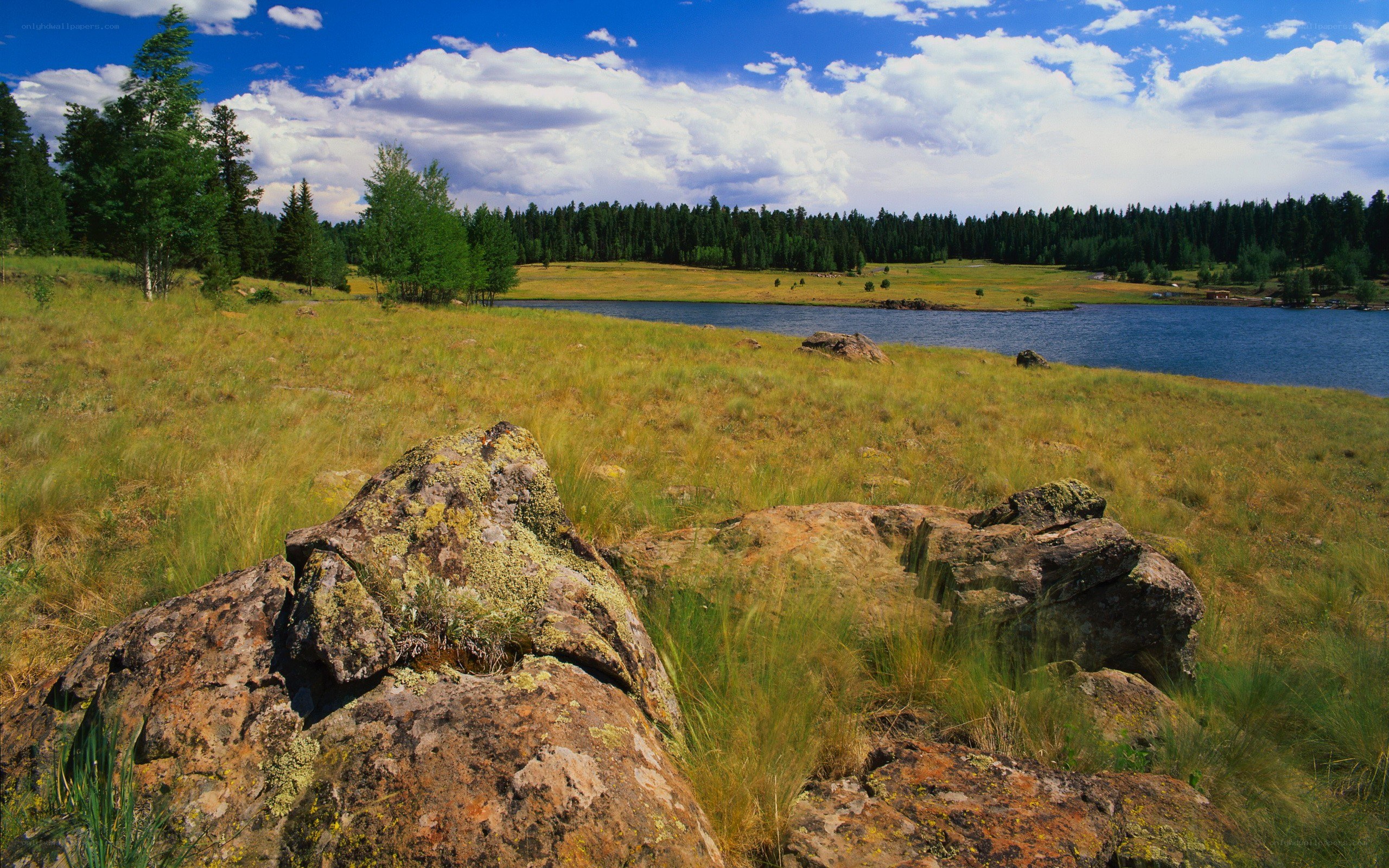 Grassy field with lake and forest