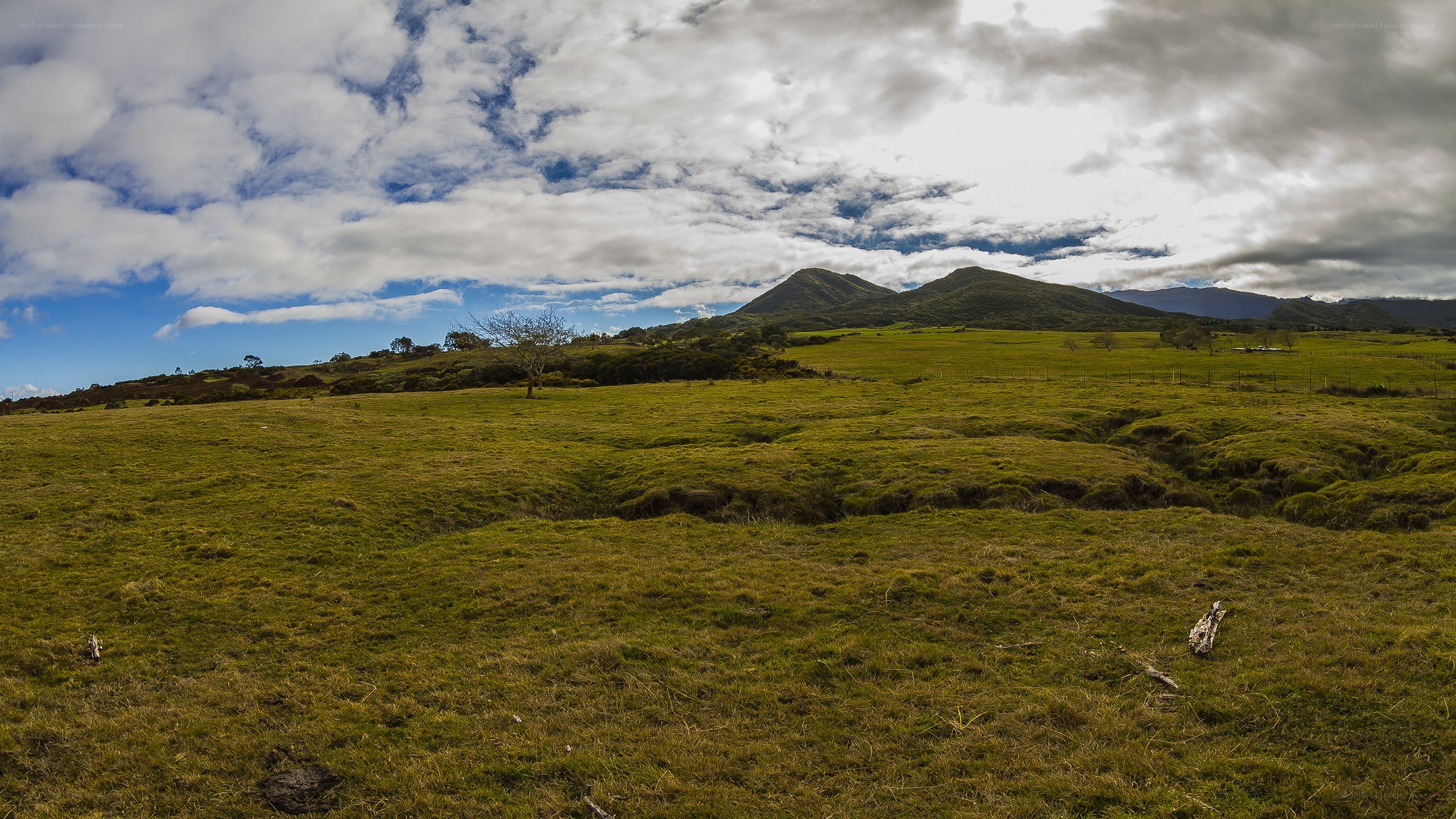 Grassy field with mountains
