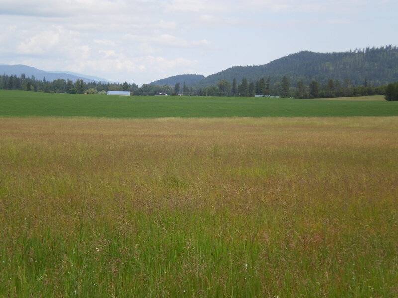 Grassy Field with Mountains — Green