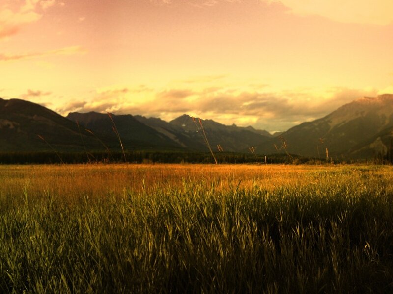 Grassy Field with Mountains — Yellow