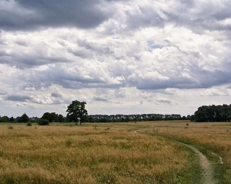 Grassy Field with Path — Gray