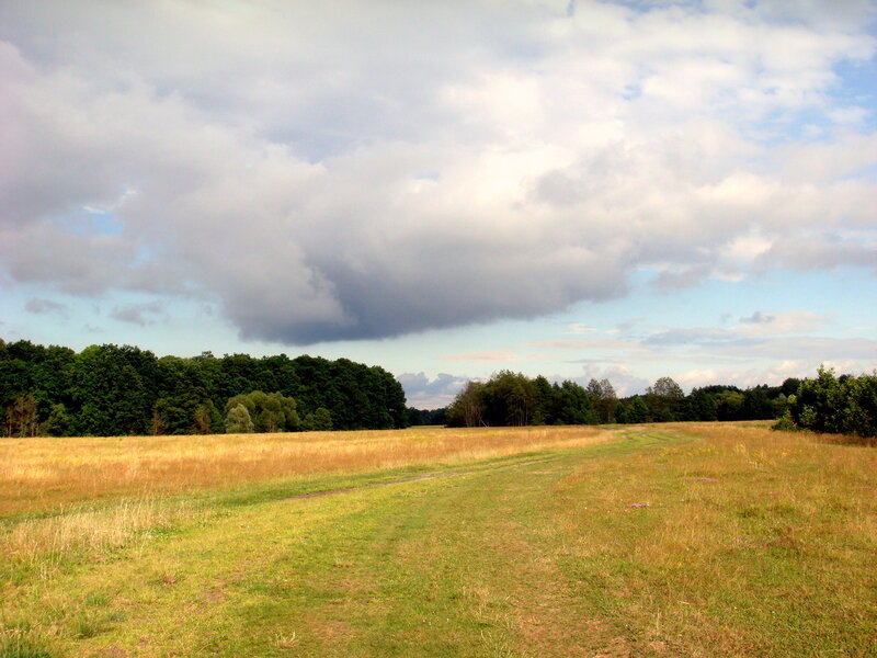 Grassy Field with Path