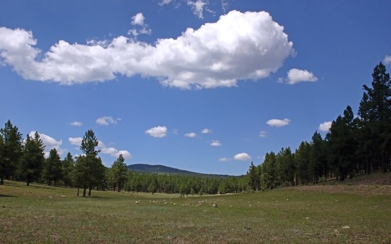 Grassy field with pine trees