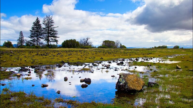 Grassy field with pond and trees