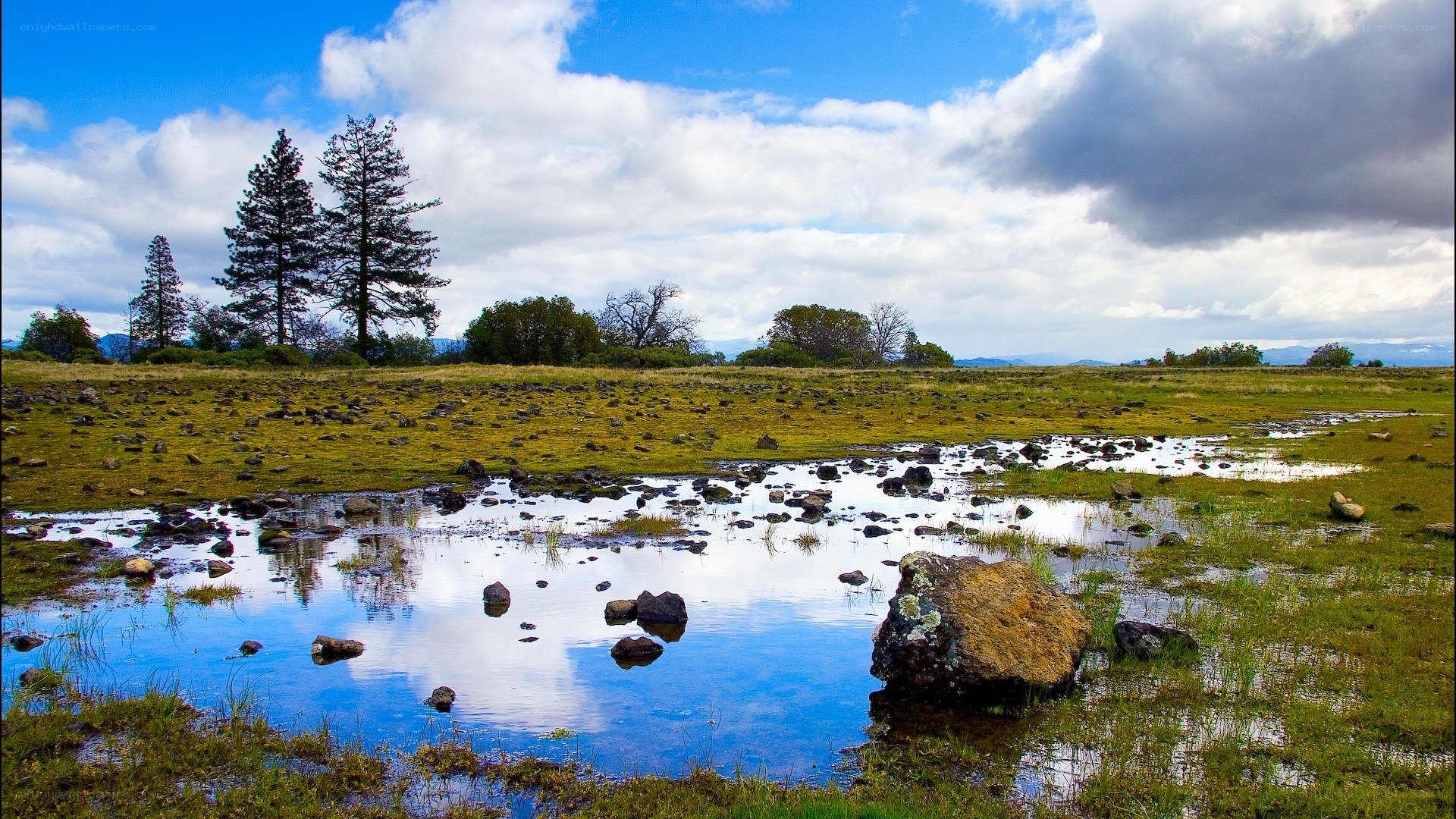 Grassy field with pond and trees