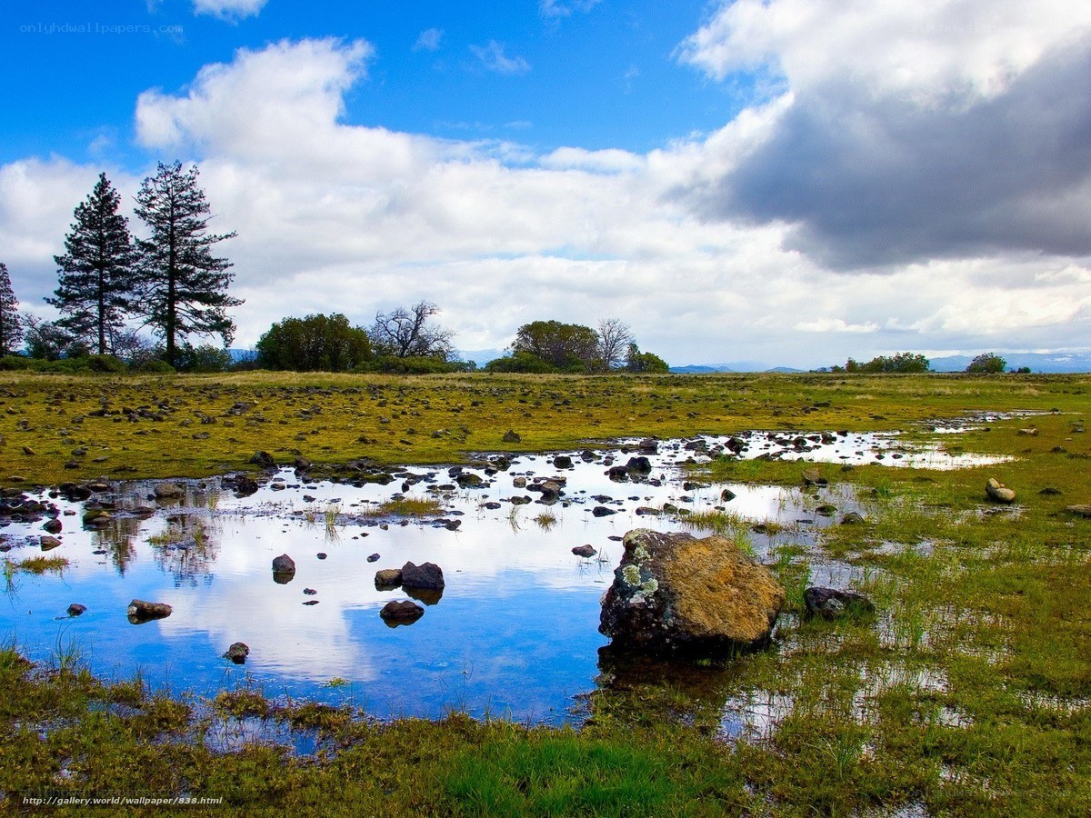 Grassy field with puddles and trees