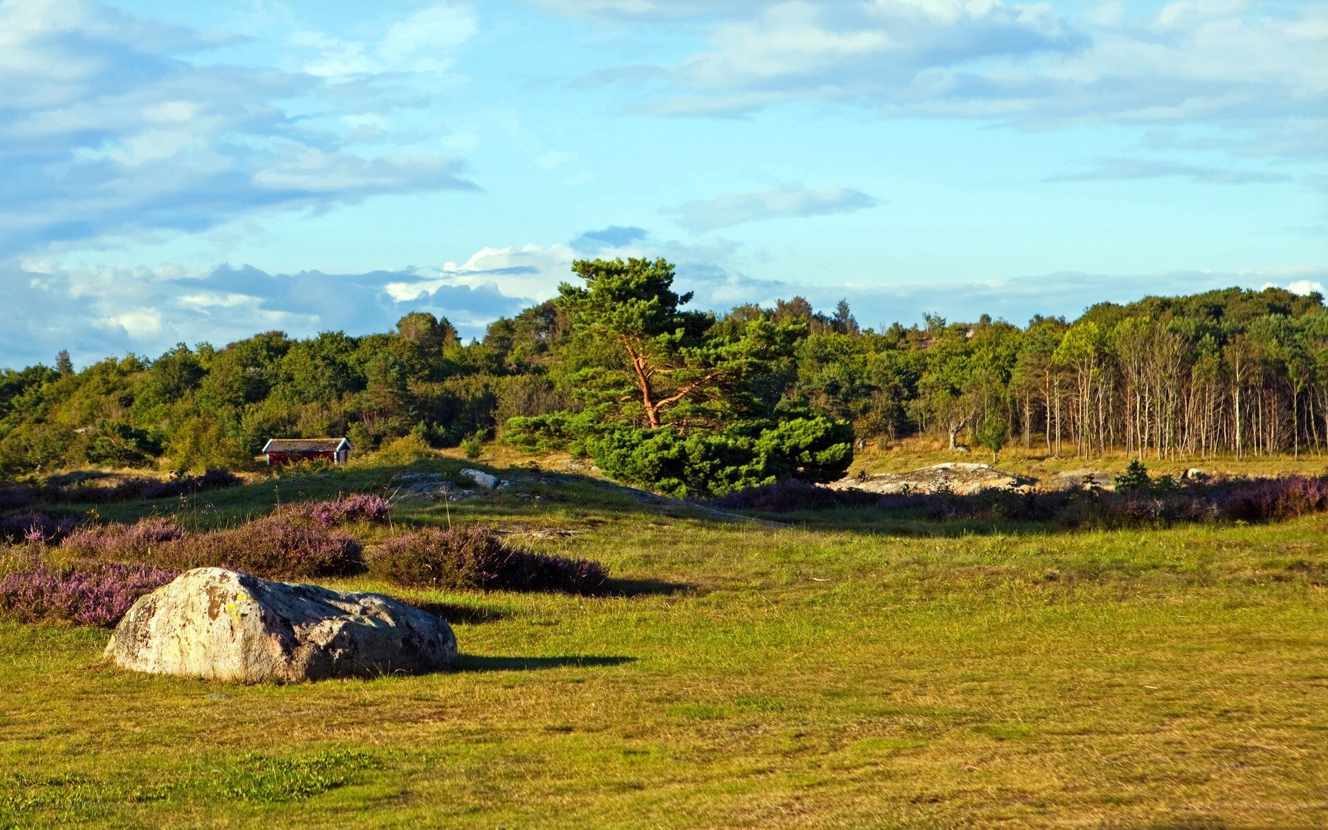 Grassy field with purple heather