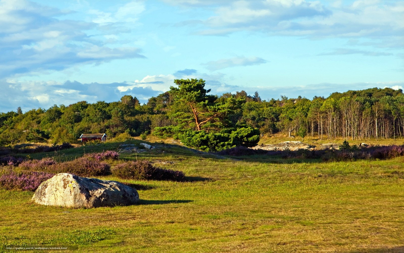Grassy field with rocks and trees