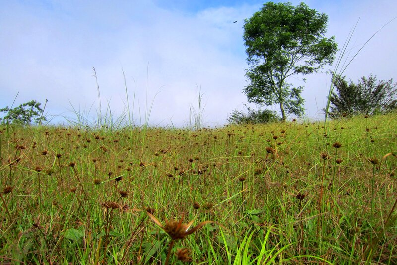 Grassy Field with Tree — Green